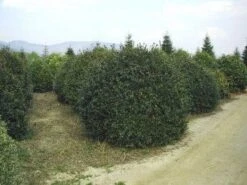 Camelia (Camellia Sasanqua) 17 Camelia (Camellia Sasanqua) -Groene Pracht 057camelliasasanquabol 45 9