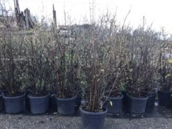 Winterzoet (Chimonanthus Praecox) 12 Winterzoet (Chimonanthus Praecox) -Groene Pracht 10