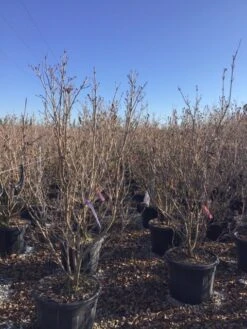 Kornoelje (Cornus Kousa 'Schmetterling') 11 Kornoelje (Cornus Kousa 'Schmetterling') -Groene Pracht 12