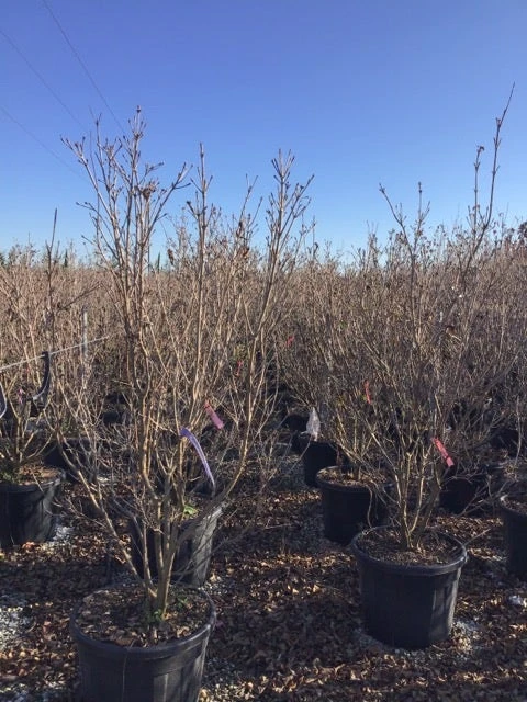 Kornoelje (Cornus Kousa 'Schmetterling') 7 Kornoelje (Cornus Kousa 'Schmetterling') - Afbeelding 5