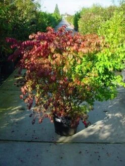 Kardinaalshoed (Euonymus Alatus) -Groene Pracht 126euonymusalatussolt 55 11