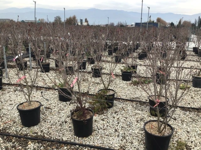 Kornoelje (Cornus Kousa 'Schmetterling') 6 Kornoelje (Cornus Kousa 'Schmetterling') - Afbeelding 4