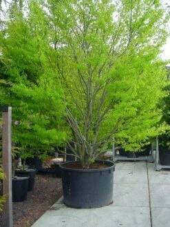 Varenbeuk (Fagus Syvatica 'Asplenifolia' ) 9 Varenbeuk (Fagus Syvatica 'Asplenifolia' ) -Groene Pracht 132fagussyl.asplenifoliasolt 6