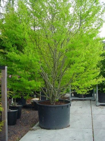 Varenbeuk (Fagus Syvatica 'Asplenifolia' ) 4 Varenbeuk (Fagus Syvatica 'Asplenifolia' ) - Afbeelding 3