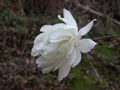 Beverboom (Magnolia Loebneri 'Wildcat') 7 Beverboom (Magnolia Loebneri 'Wildcat') -Groene Pracht 139895 2 x loebneri wildcat 319