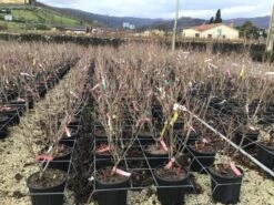 Kornoelje (Cornus Kousa 'Schmetterling') 9 Kornoelje (Cornus Kousa 'Schmetterling') -Groene Pracht 14