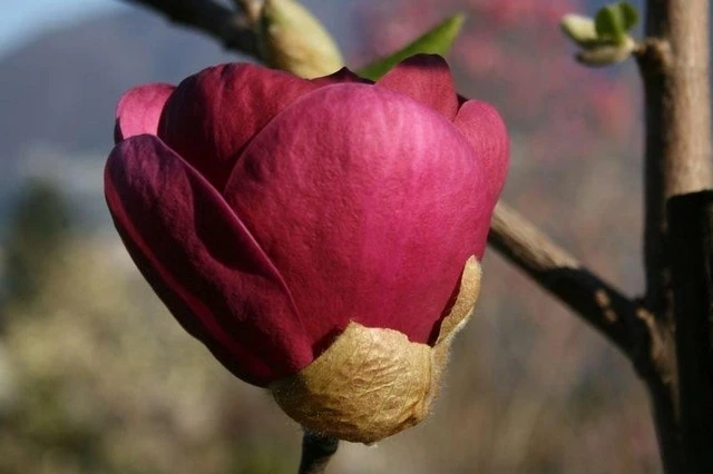 Beverboom (Magnolia 'Black Tulip') 5 Beverboom (Magnolia 'Black Tulip') - Afbeelding 3