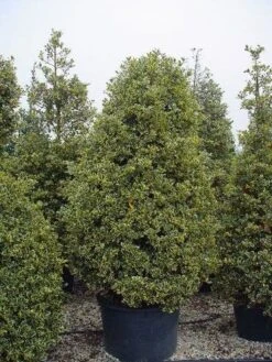 Hulst (Ilex Aquifolium 'Silver Queen') -Groene Pracht 162ilexaquif.silverqueen 5 1