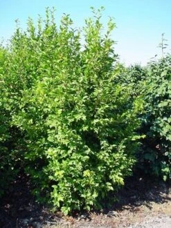 Camelia (Camellia Sasanqua) 16 Camelia (Camellia Sasanqua) -Groene Pracht 20070711001711 18 9 9