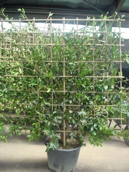 Camelia Als Leivorm (Camellia Japonica) 4 Camelia Als Leivorm (Camellia Japonica) - Afbeelding 2