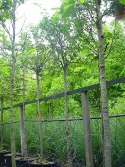 Kweepeer (Cydonia Oblonga) -Groene Pracht 20070907160839 5