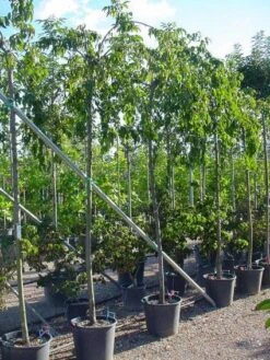 Japanse Treursierkers (Prunus Serrulata 'Kiku-shidare') 8 Japanse Treursierkers (Prunus Serrulata 'Kiku-shidare') -Groene Pracht 20071109164514 13