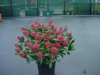 Skimmia (Skimmia Japonica 'Rubella') 4 Skimmia (Skimmia Japonica 'Rubella') - Afbeelding 2