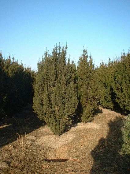 Taxus (Taxus Media 'Hicksii') 8 Taxus (Taxus Media 'Hicksii') - Afbeelding 6