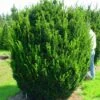 Taxus (Taxus Media 'Hicksii') -Groene Pracht 20071130100035 12