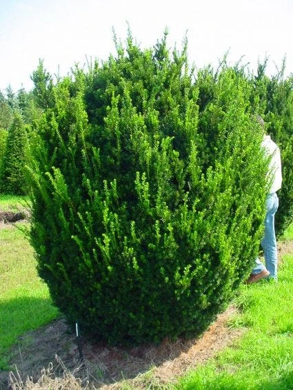 Taxus (Taxus Media 'Hicksii') 3 Taxus (Taxus Media 'Hicksii')