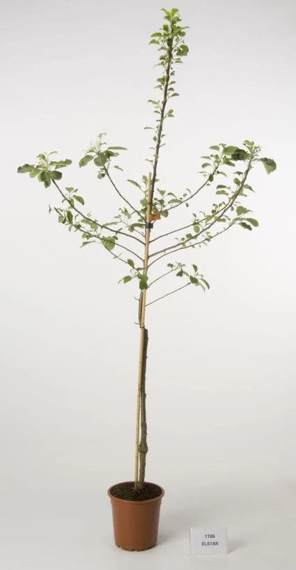 Appelboom (Malus Domestica 'Elstar') 4 Appelboom (Malus Domestica 'Elstar') - Afbeelding 2