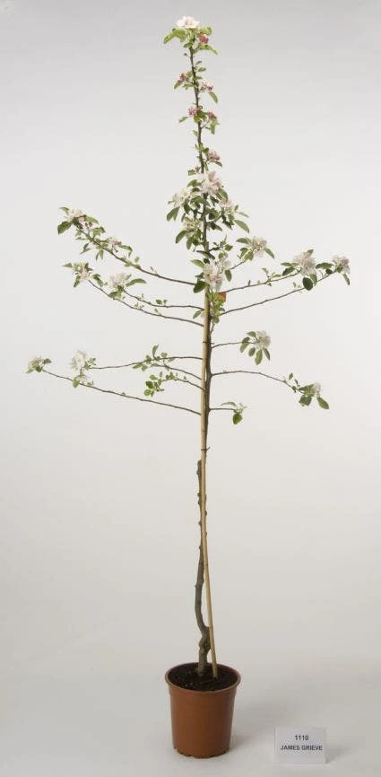 Appelboom (Malus Domestica 'James Grieve') 3 Appelboom (Malus Domestica 'James Grieve')