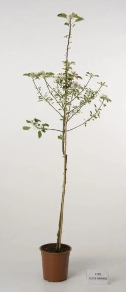 Appelboom (Malus Domestica 'Cox's Orange') 7 Appelboom (Malus Domestica 'Cox's Orange') -Groene Pracht 20080312144237 2