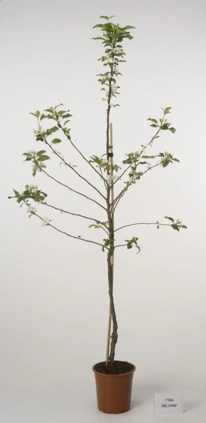 Lei-Appel (Malus Domestica 'Cox's Orange') 10 Lei-Appel (Malus Domestica 'Cox's Orange') - Afbeelding 8