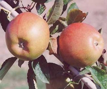 Appelboom (Malus Domestica 'Braeburn') 5 Appelboom (Malus Domestica 'Braeburn') - Afbeelding 3