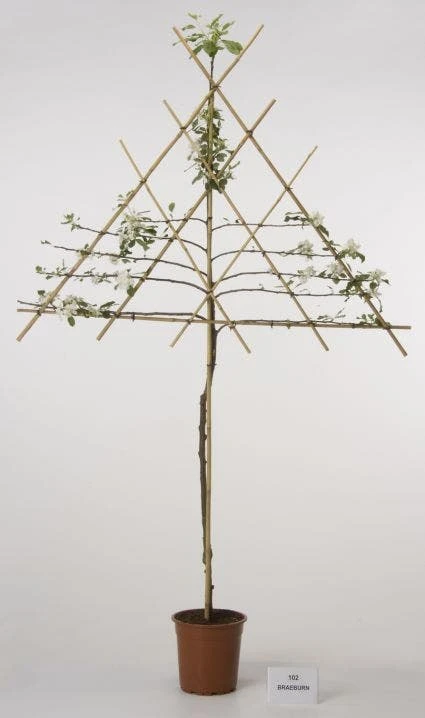 Lei-Appel (Malus Domestica 'Cox's Orange') 11 Lei-Appel (Malus Domestica 'Cox's Orange') - Afbeelding 9