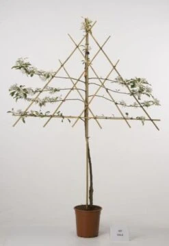 Lei-Appel (Malus Domestica 'Cox's Orange') 18 Lei-Appel (Malus Domestica 'Cox's Orange') -Groene Pracht 20080318093506 1