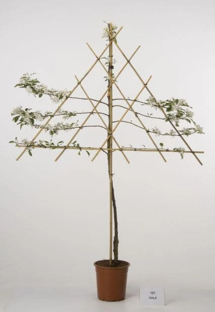 Lei-Appel (Malus Domestica 'Cox's Orange') 9 Lei-Appel (Malus Domestica 'Cox's Orange') - Afbeelding 7