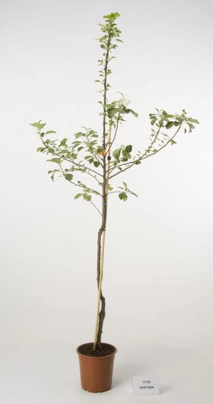Appelboom (Malus Domestica 'Santana') 4 Appelboom (Malus Domestica 'Santana') - Afbeelding 2