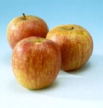 Appelboom (Malus Domestica 'Rode Dijkmanszoet') 4 Appelboom (Malus Domestica 'Rode Dijkmanszoet') - Afbeelding 2