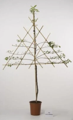 Lei-Appel (Malus Domestica 'Cox's Orange') 21 Lei-Appel (Malus Domestica 'Cox's Orange') -Groene Pracht 20080326220814 1