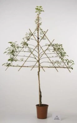 Lei-Appel (Malus Domestica 'Cox's Orange') 17 Lei-Appel (Malus Domestica 'Cox's Orange') -Groene Pracht 20080326222237 1