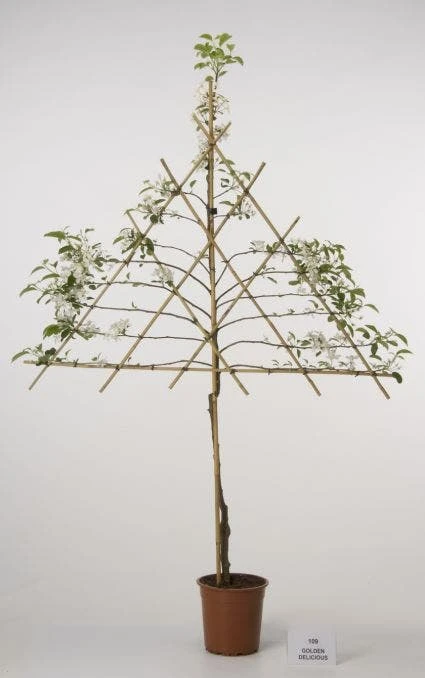 Lei-Appel (Malus Domestica 'Cox's Orange') 8 Lei-Appel (Malus Domestica 'Cox's Orange') - Afbeelding 6