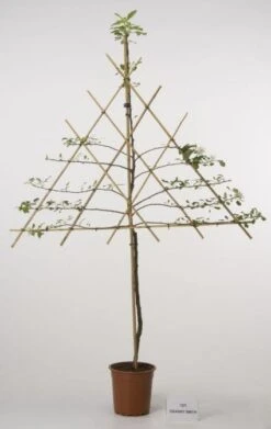 Lei-Appel (Malus Domestica 'Cox's Orange') 14 Lei-Appel (Malus Domestica 'Cox's Orange') -Groene Pracht 20080326222553 1