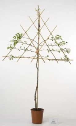 Lei-Appel (Malus Domestica 'Cox's Orange') 16 Lei-Appel (Malus Domestica 'Cox's Orange') -Groene Pracht 20080326223921 1