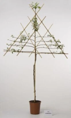 Lei-Appel (Malus Domestica 'Cox's Orange') 15 Lei-Appel (Malus Domestica 'Cox's Orange') -Groene Pracht 20080326224211 1