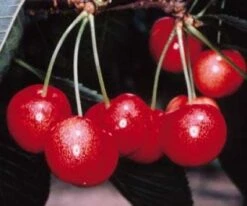 Kersenboom (Prunus Avium 'Sunburst') 5 Kersenboom (Prunus Avium 'Sunburst') -Groene Pracht 20080415132753 3