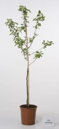 Kweepeer (Cydonia Oblonga) -Groene Pracht 20080417145544 2