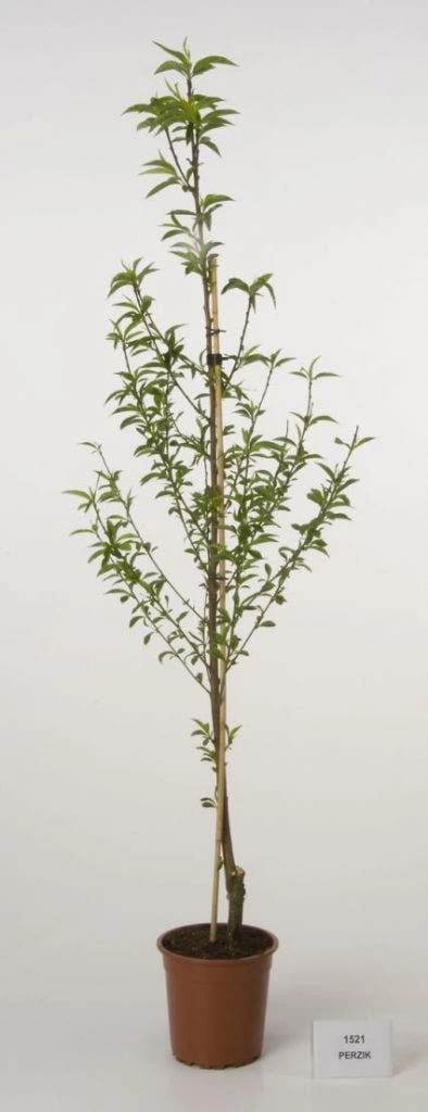 Perzikboom (Prunus Persica) 3 Perzikboom (Prunus Persica)
