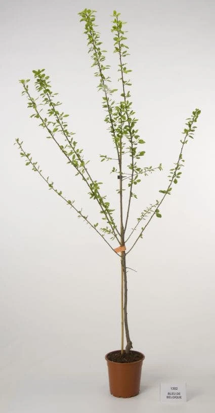 Pruimenboom (Prunus Domestica 'Bleu De Belgique') 4 Pruimenboom (Prunus Domestica 'Bleu De Belgique') - Afbeelding 2