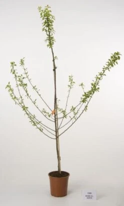 Pruimenboom (Prunus Domestica 'Reine Claude Verte') 5 Pruimenboom (Prunus Domestica 'Reine Claude Verte') -Groene Pracht 20080513145729 5