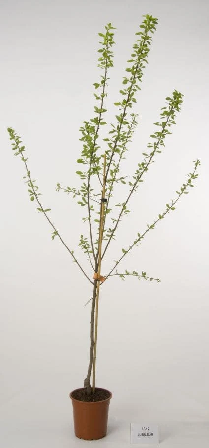 Pruimenboom (Prunus Domestica 'Jubileum') 3 Pruimenboom (Prunus Domestica 'Jubileum')