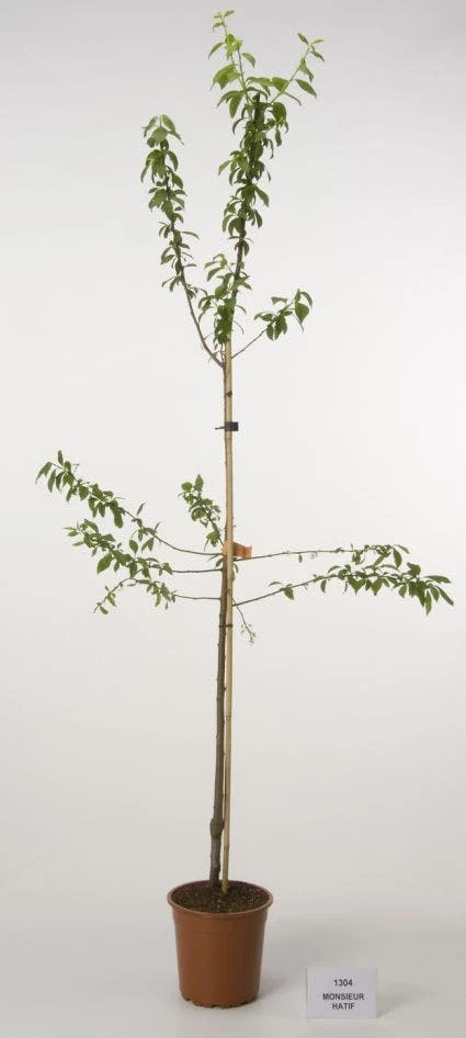 Pruimenboom (Prunus Domestica 'Monsieur Hatif') 3 Pruimenboom (Prunus Domestica 'Monsieur Hatif')