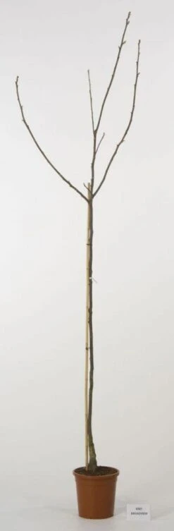 Walnoot (Juglans Regia 'Broadview') -Groene Pracht 20080516144158 4