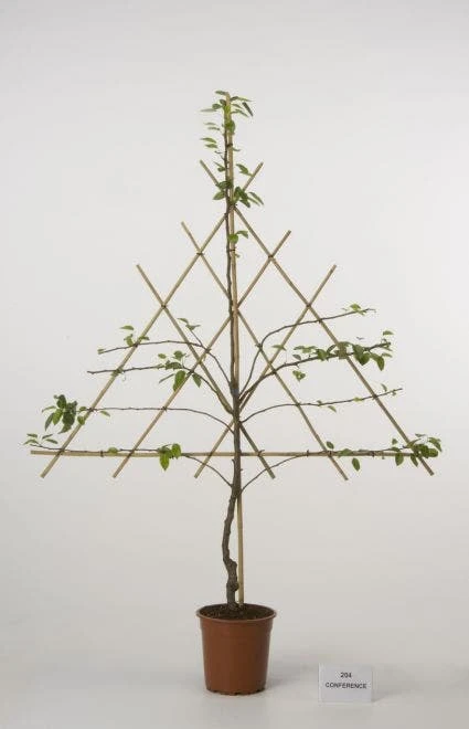 Lei-peer (Pyrus Communis 'Conference') 4 Lei-peer (Pyrus Communis 'Conference') - Afbeelding 2