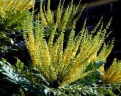 Mahoniestruik (Mahonia Media 'Charity') 9 Mahoniestruik (Mahonia Media 'Charity') -Groene Pracht 20080709102617 3