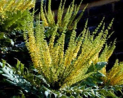 Mahoniestruik (Mahonia Media 'Charity') 5 Mahoniestruik (Mahonia Media 'Charity') - Afbeelding 3