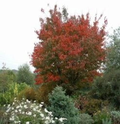 Japanse Sierkers (Prunus Sargentii) -Groene Pracht 20080730122801 5