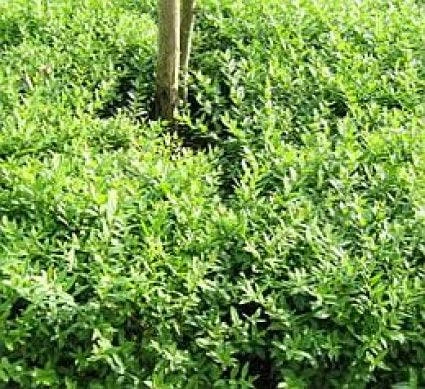 Liguster (Ligustrum Vulgare 'Lodense') 3 Liguster (Ligustrum Vulgare 'Lodense')