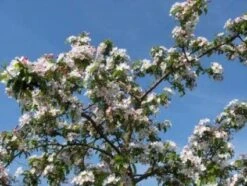 Sierappel (Malus 'Professor Sprenger') 7 Sierappel (Malus 'Professor Sprenger') -Groene Pracht 20081113143001 11